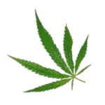 OIP 1 Removebg Preview 150x150