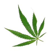 OIP 1 Removebg Preview