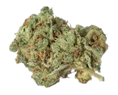 Download Removebg Preview