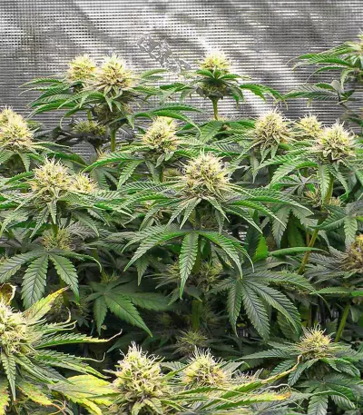 bruce banner fast version seeds (egs) bruce banner fast version seeds (egs)