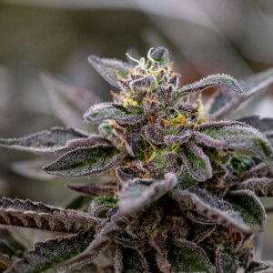 Detailed macro shot of frosty purple marijuana bud with green leaves.