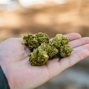 Close-up of a hand holding cannabis buds outdoors, highlighting natural texture and color.