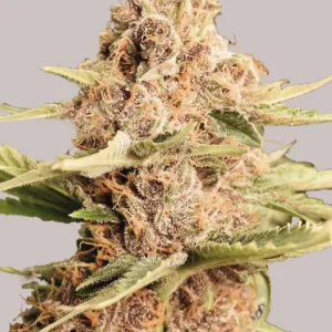 girl scout cookies extreme seeds